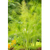 Fenkuł | Foeniculum vulgare
