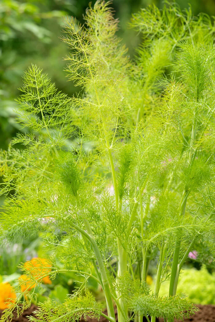Fenkuł | Foeniculum vulgare