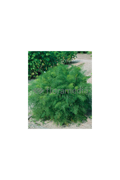 Fenkuł | Foeniculum vulgare