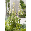 Dziewanna 'Spica' Verbascum hybrid