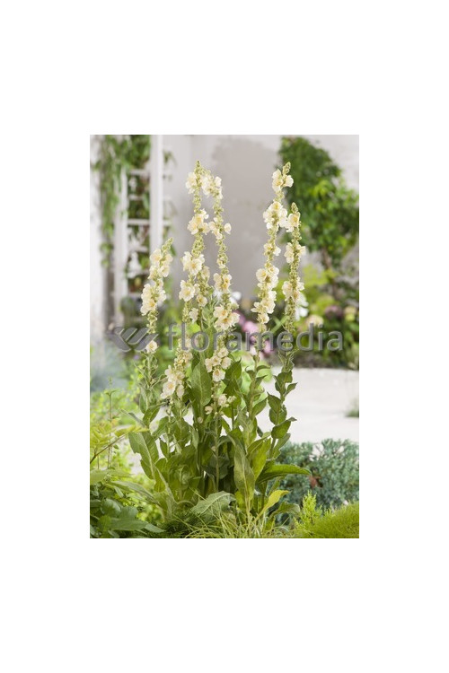 Dziewanna 'Spica' Verbascum hybrid