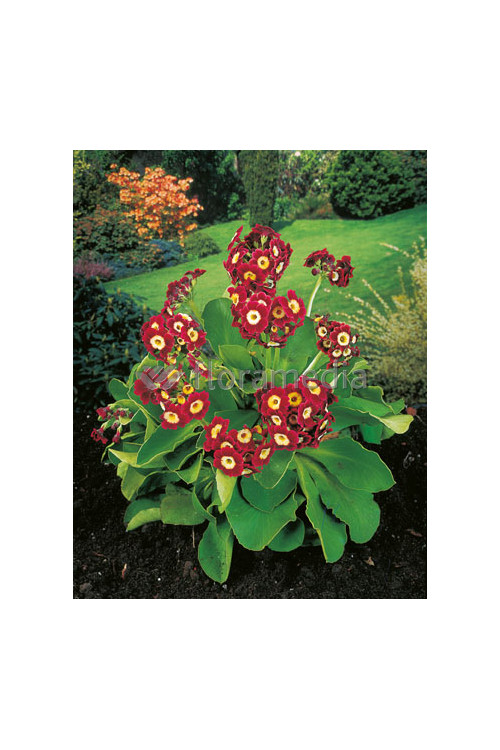 Pierwiosnek omszony Gigantea, Primula x pubescens