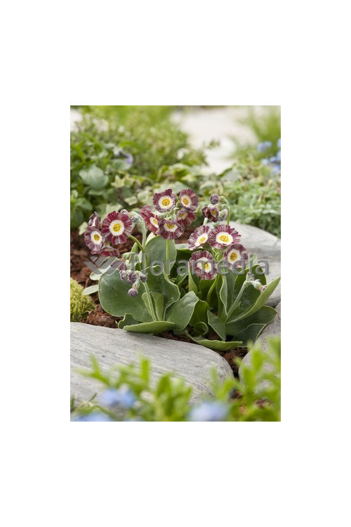 Pierwiosnek omszony Gigantea, Primula x pubescens