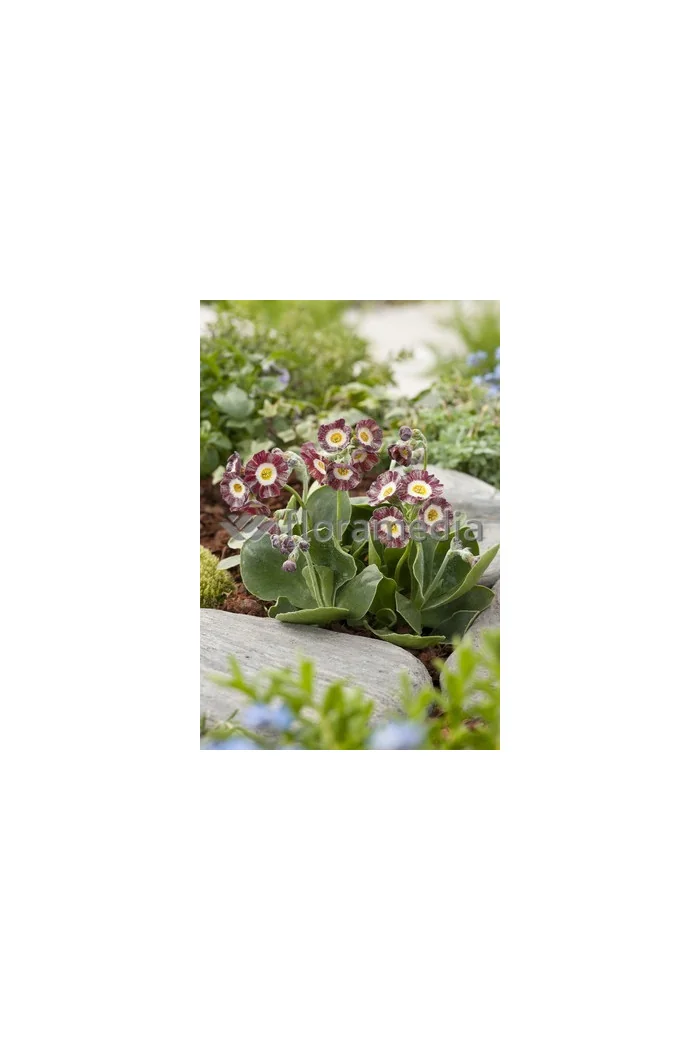 Pierwiosnek omszony Gigantea, Primula x pubescens