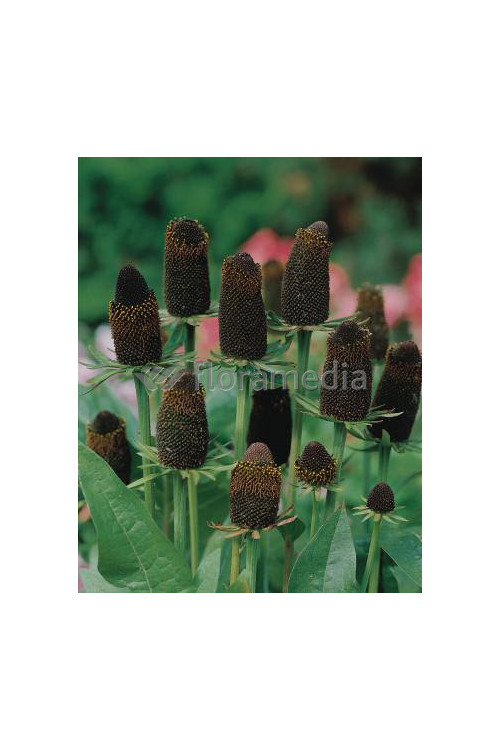 Rudbekia zachodnia 'Green Wizzard' Rudbeckia occidentalis