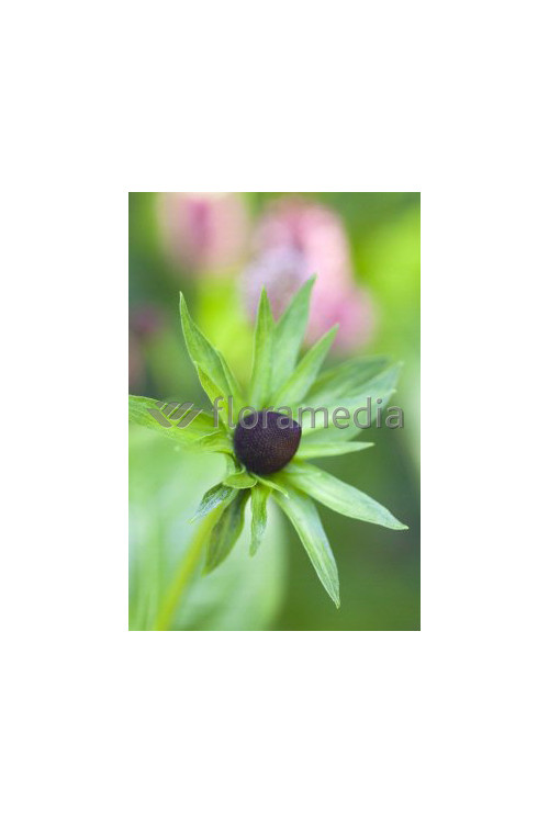 Rudbekia zachodnia 'Green Wizzard' Rudbeckia occidentalis