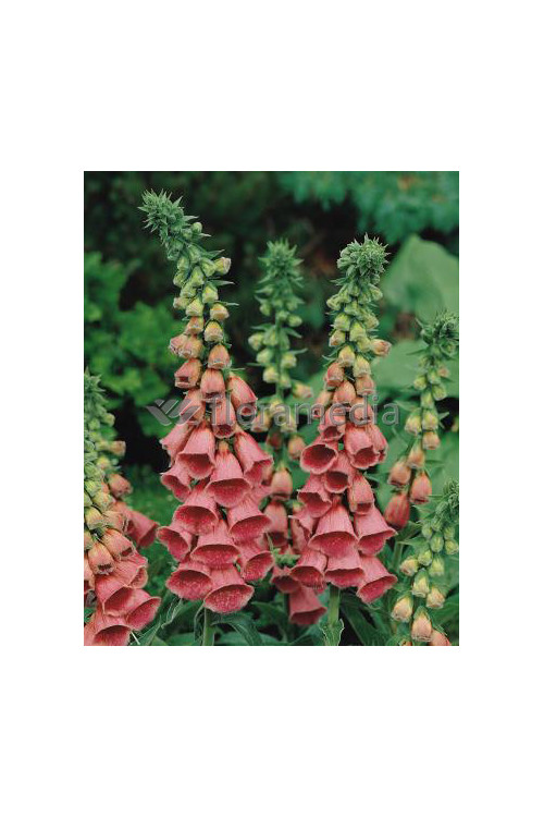 Naparstnica Mertona Digitalis mertonensis