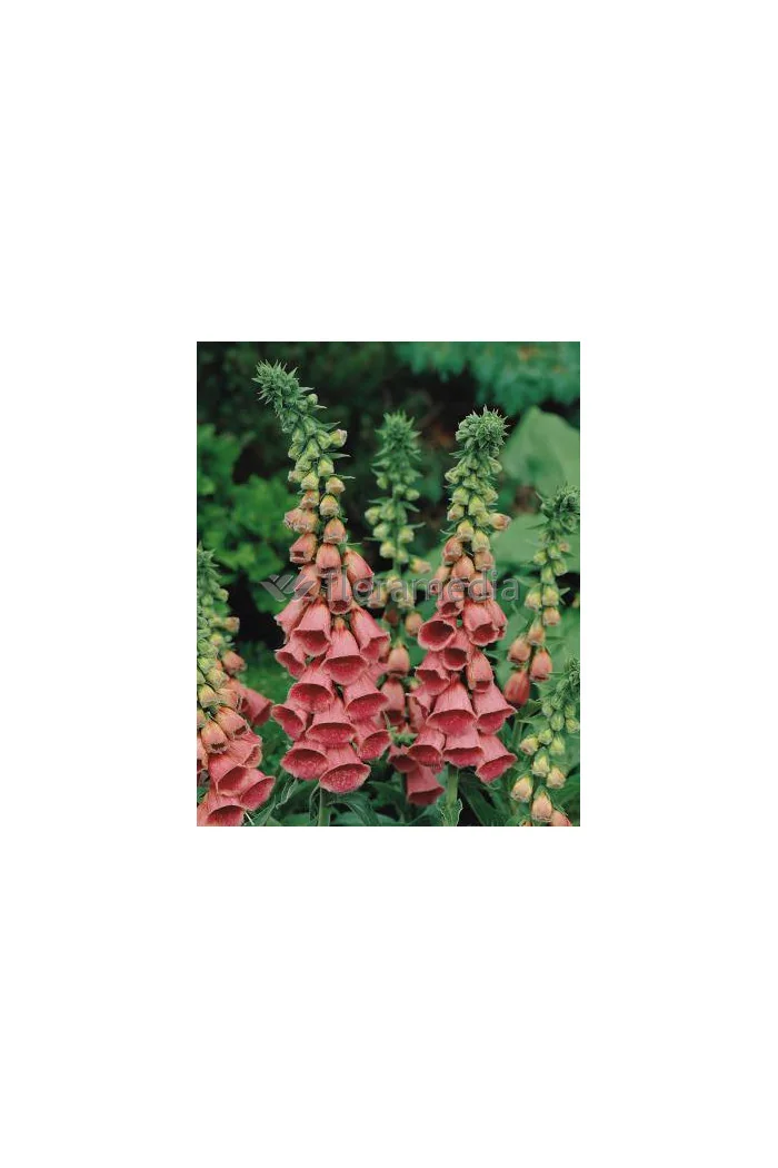 Naparstnica Mertona Digitalis mertonensis