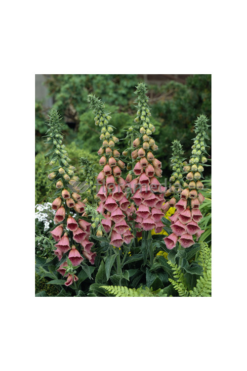 Naparstnica Mertona Digitalis mertonensis