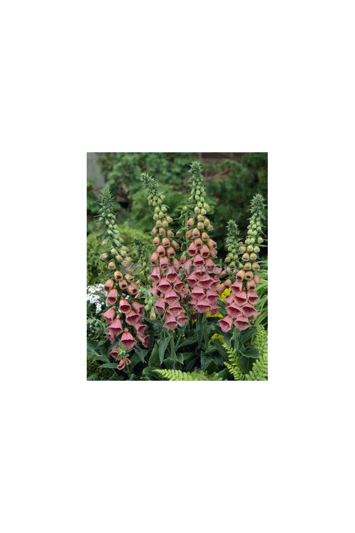 Naparstnica Mertona Digitalis mertonensis