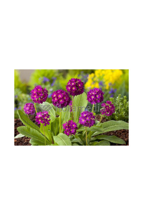 Pierwiosnek ząbkowany 'Rubin' Primula denticulata