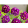 Pierwiosnek ząbkowany 'Rubin' Primula denticulata