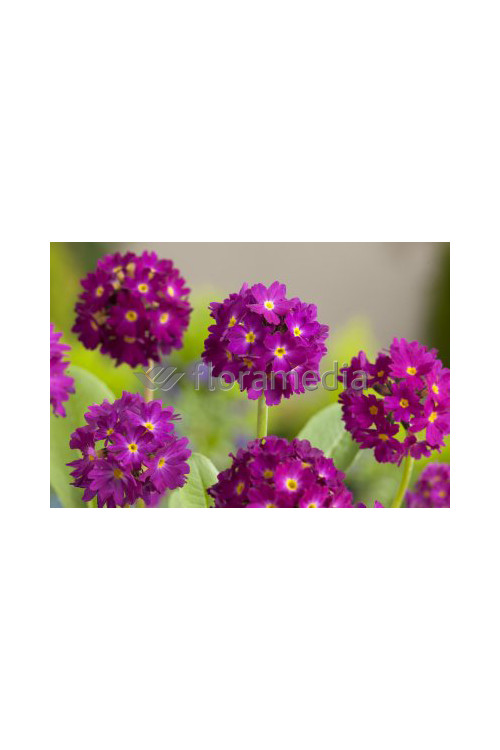 Pierwiosnek ząbkowany 'Rubin' Primula denticulata