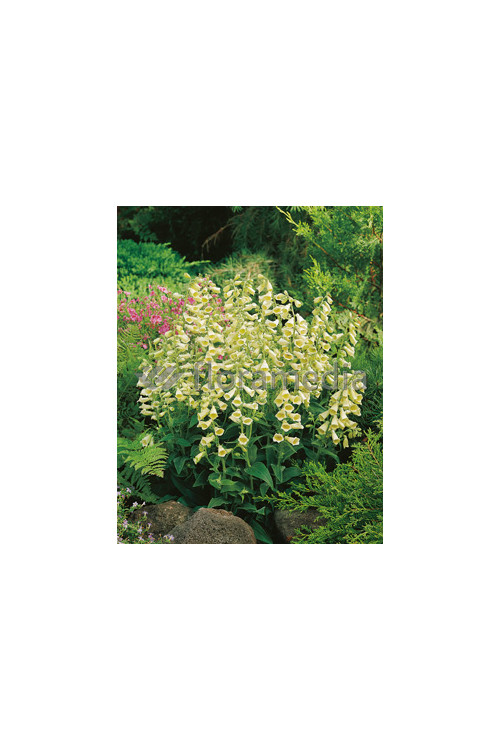 Naparstnica wielkokwiatowa 'Carillon' Digitalis grandiflora