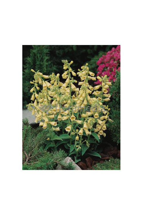 Naparstnica wielkokwiatowa 'Carillon' Digitalis grandiflora