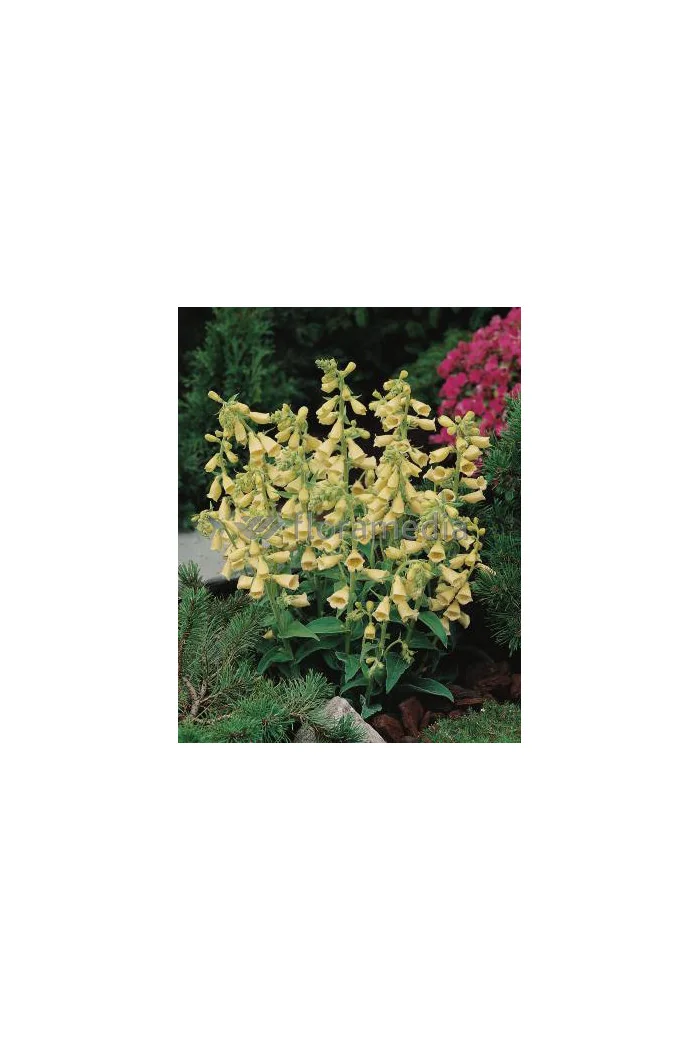 Naparstnica wielkokwiatowa 'Carillon' Digitalis grandiflora