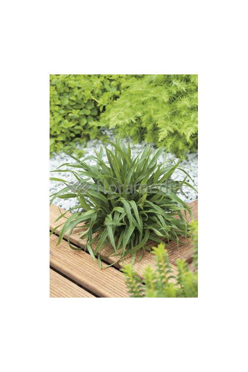 Kosmatka owłosiona 'Igel' | Luzula pilosa