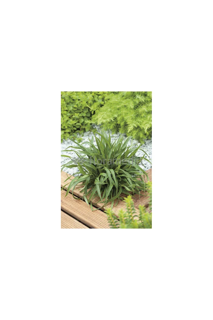 Kosmatka owłosiona 'Igel' | Luzula pilosa