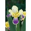 Kosaciec (Irys) bródkowy 'Nibelungen' | Iris germanica