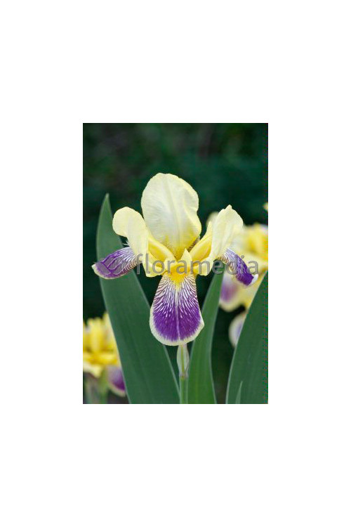 Kosaciec (Irys) bródkowy 'Nibelungen' | Iris germanica