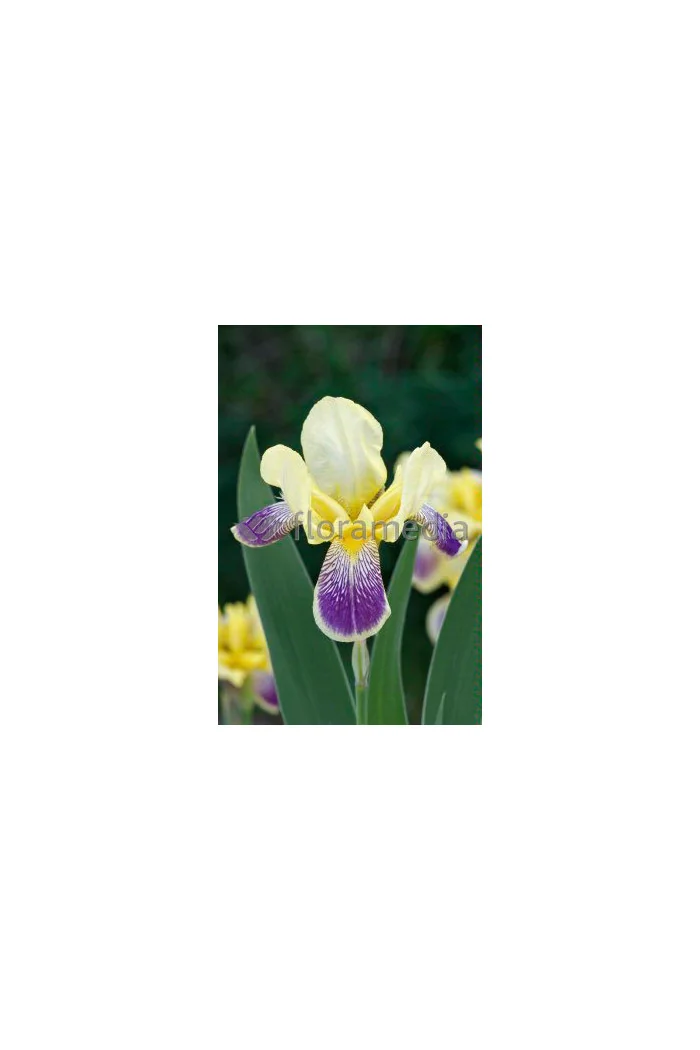 Kosaciec (Irys) bródkowy 'Nibelungen' | Iris germanica