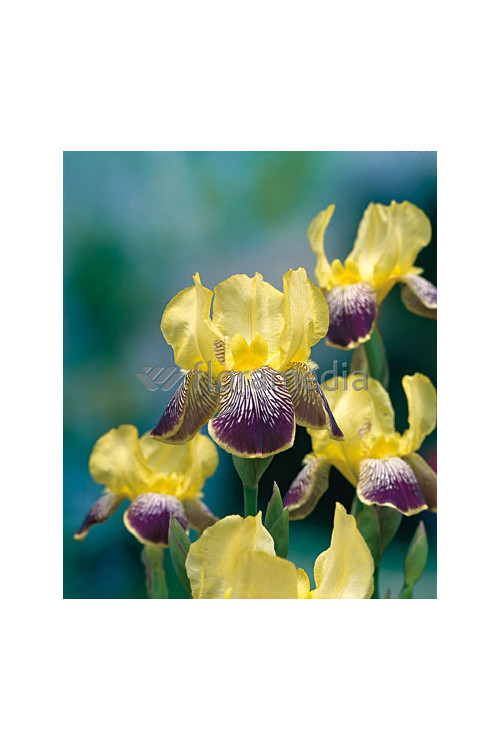 Kosaciec (Irys) bródkowy 'Nibelungen' | Iris germanica