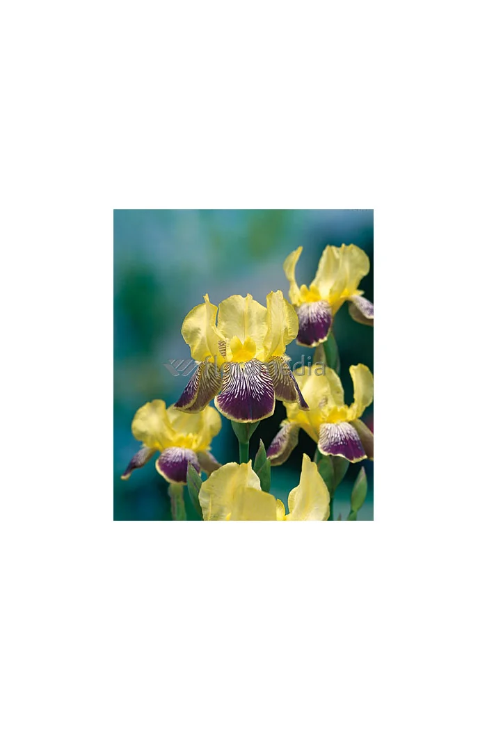 Kosaciec (Irys) bródkowy 'Nibelungen' | Iris germanica