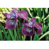 Kosaciec (Irys) syberyjski 'Roaring Jelly' Iris sibirica