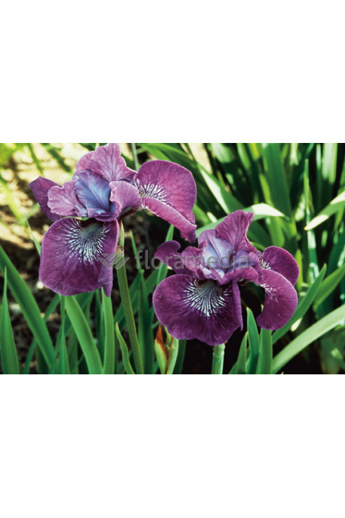 Kosaciec (Irys) syberyjski 'Roaring Jelly' Iris sibirica