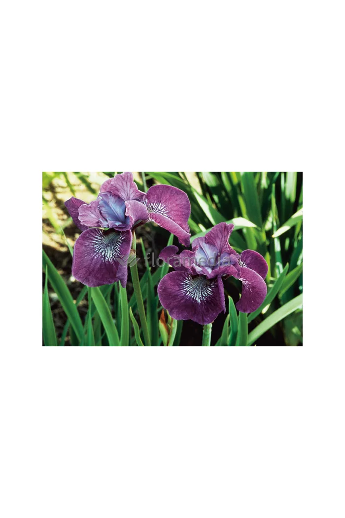 Kosaciec (Irys) syberyjski 'Roaring Jelly' Iris sibirica