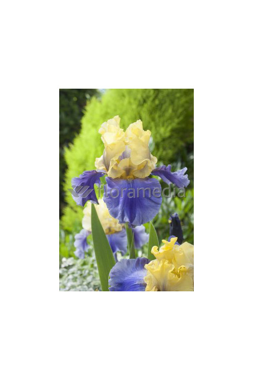 Kosaciec (Irys) bródkowy 'Edith Wolford' Iris germanica