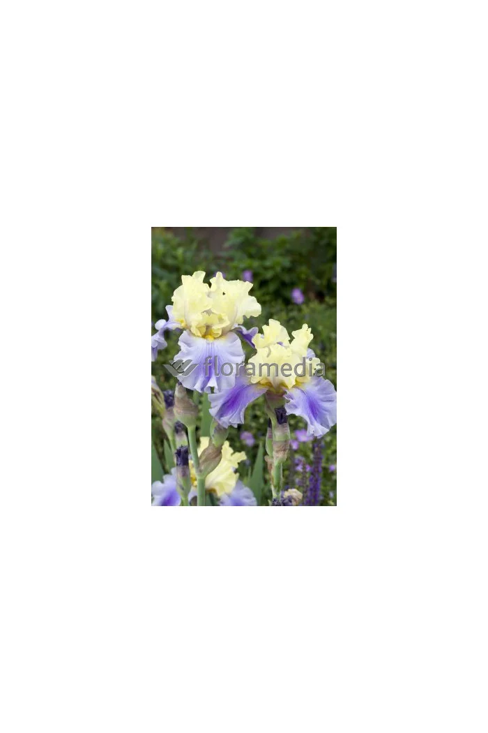 Kosaciec (Irys) bródkowy 'Edith Wolford' Iris germanica