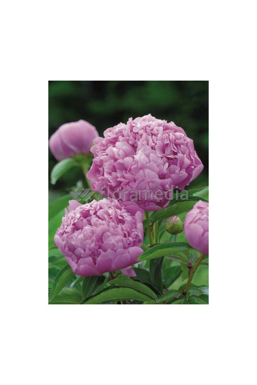 Piwonia chińska 'Mons Jules Elie' Paeonia lactiflora