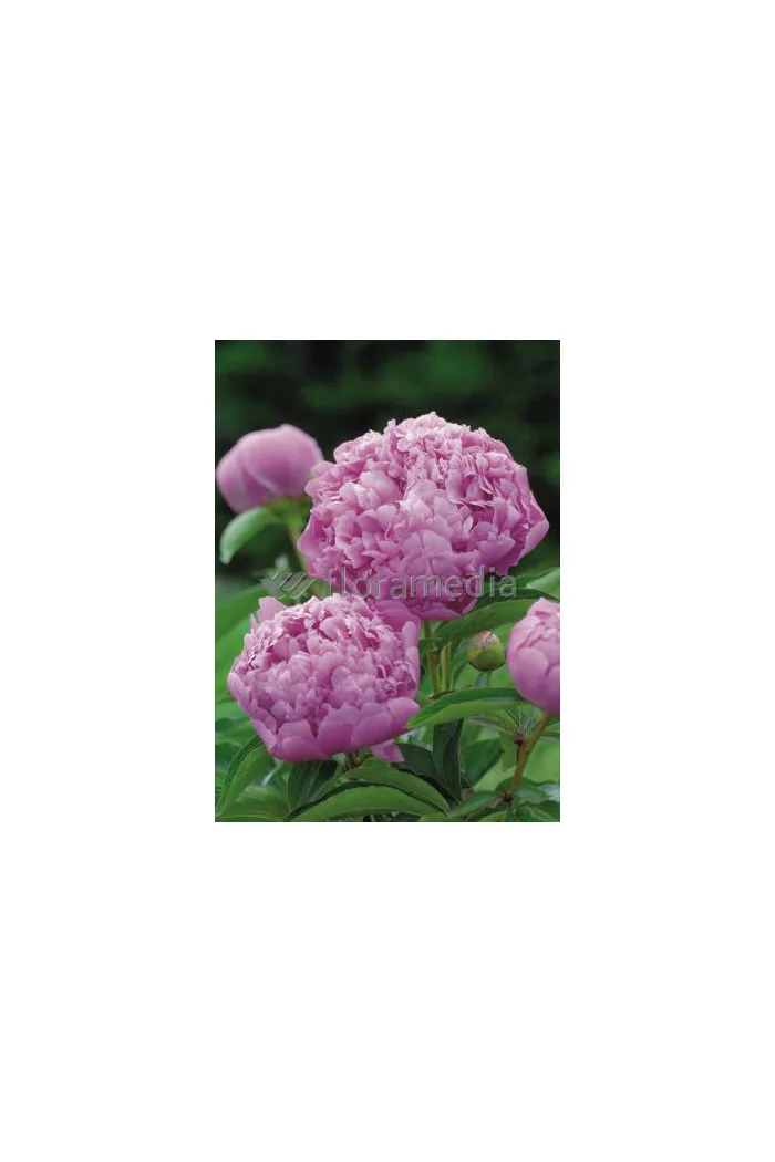 Piwonia chińska 'Mons Jules Elie' Paeonia lactiflora