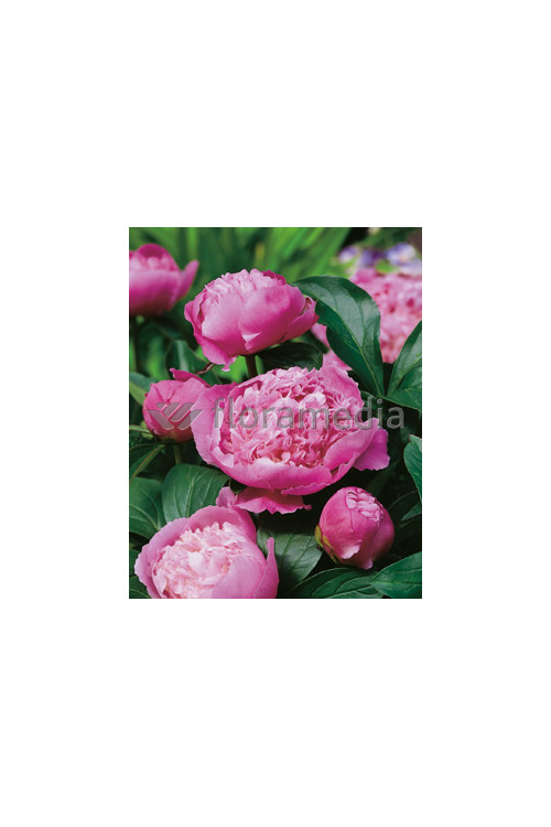 Piwonia chińska 'Mons Jules Elie' Paeonia lactiflora