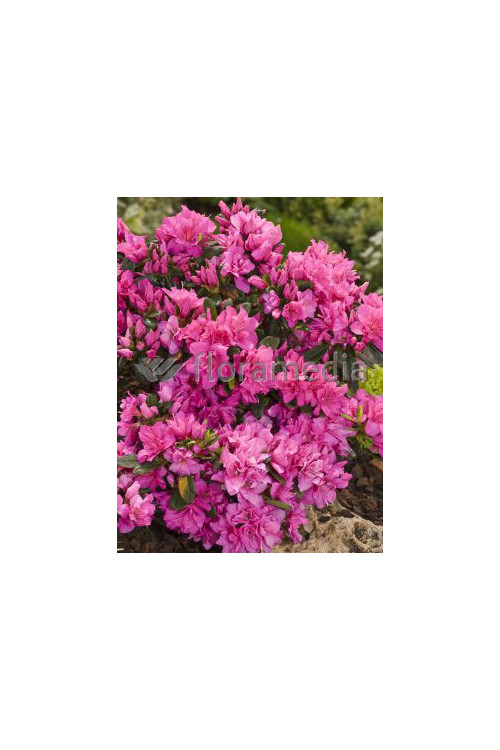 Azalia japońska 'Melina'| Azalea japonica