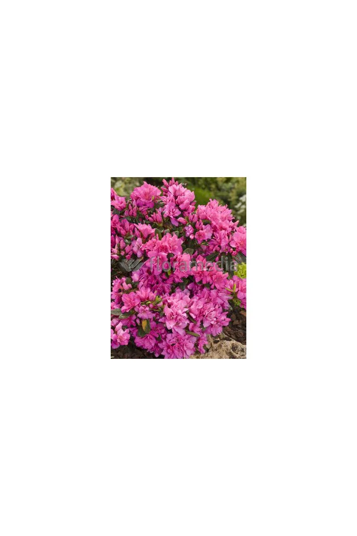 Azalia japońska 'Melina'| Azalea japonica