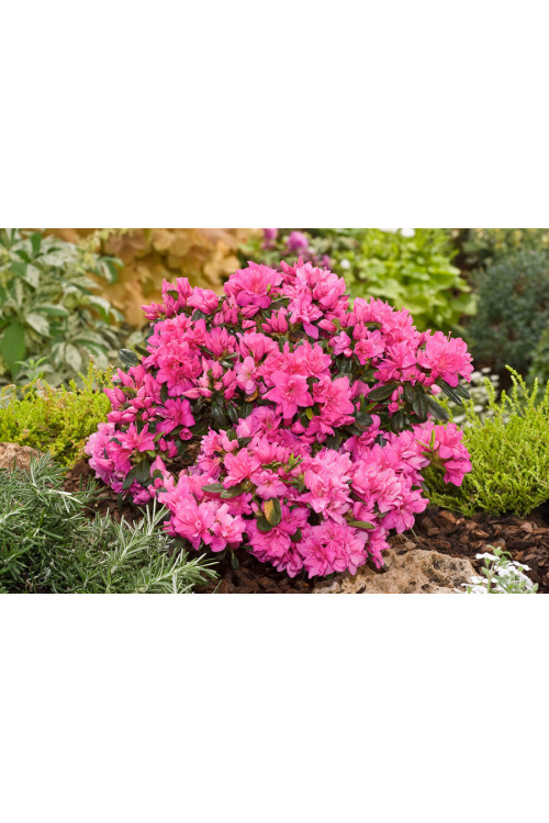 Azalia japońska 'Melina'| Azalea japonica