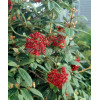 Kalina sztywnolistna Viburnum rhytidophyllum