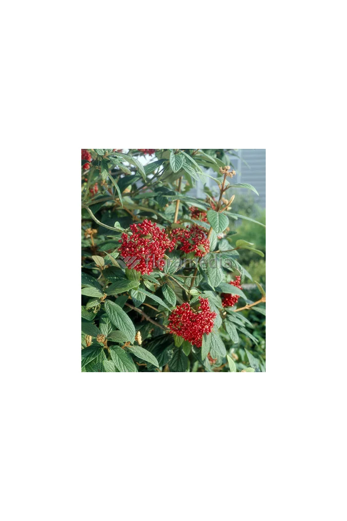 Kalina sztywnolistna Viburnum rhytidophyllum