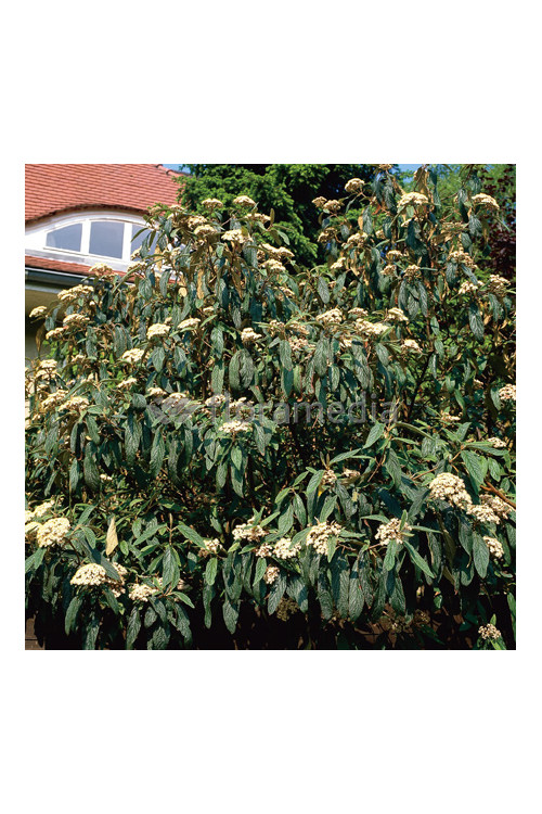 Kalina sztywnolistna Viburnum rhytidophyllum