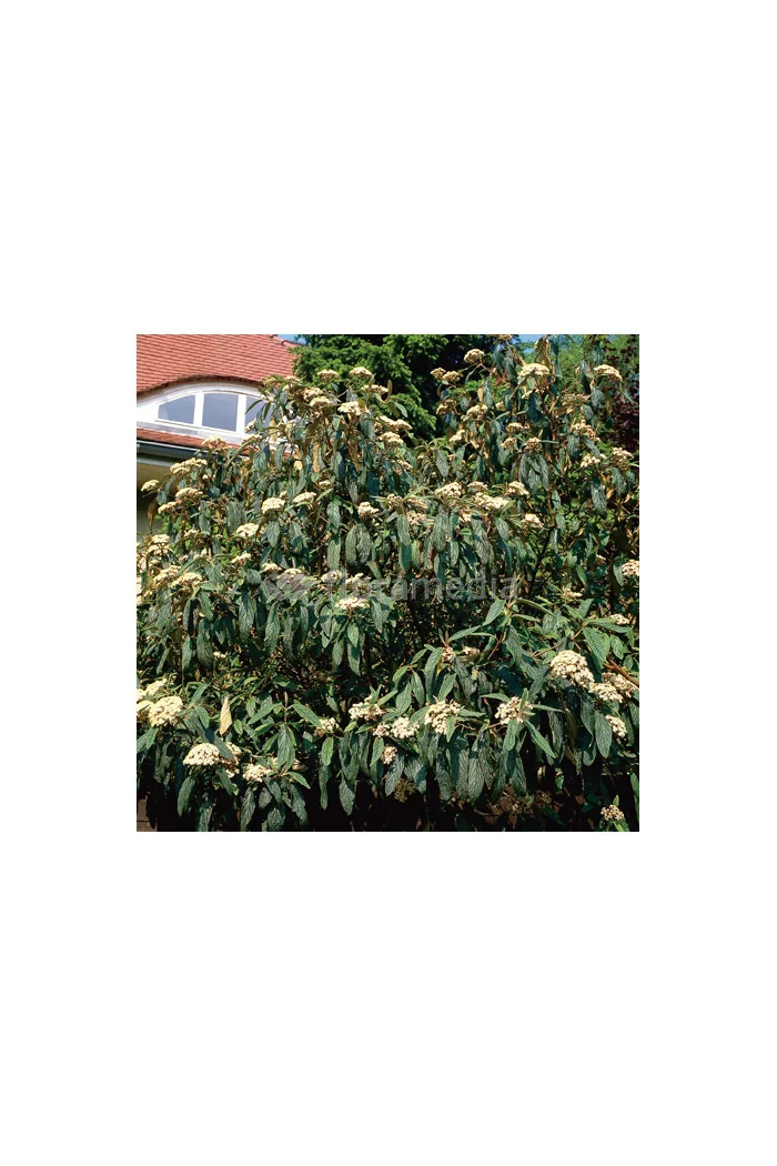 Kalina sztywnolistna Viburnum rhytidophyllum