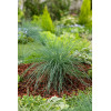 Kostrzewa sina 'Elijah Blue' | Festuca glauca