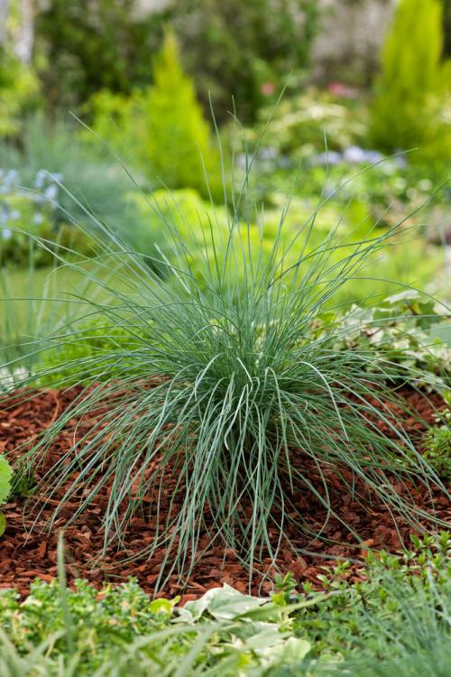 Kostrzewa sina 'Elijah Blue' | Festuca glauca