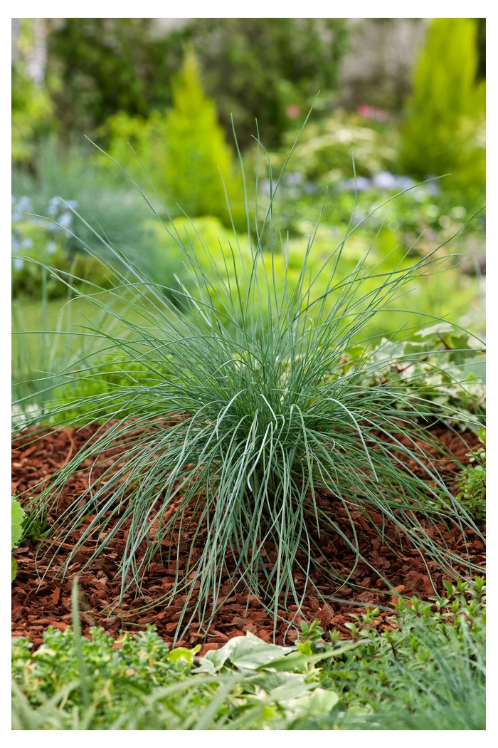 Kostrzewa sina 'Elijah Blue' | Festuca glauca