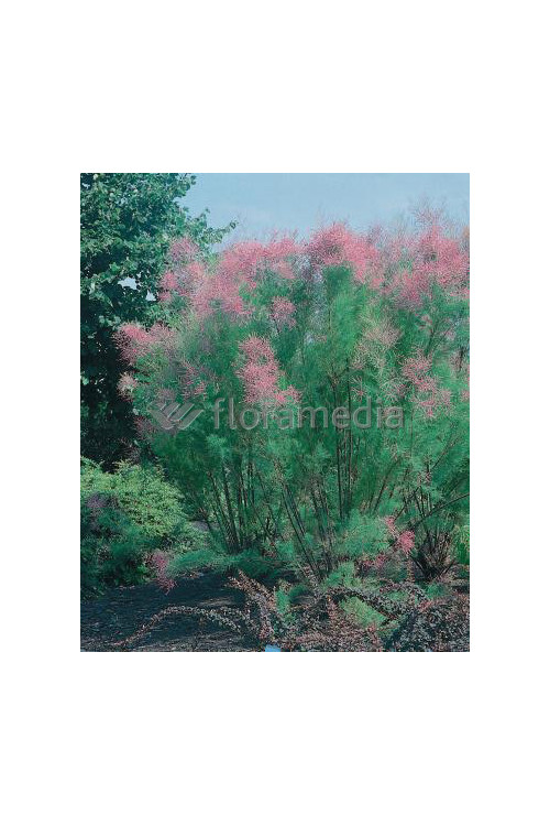 Tamaryszek pięciopręcikowy 'Pink Cascade' Tamarix ramosissima