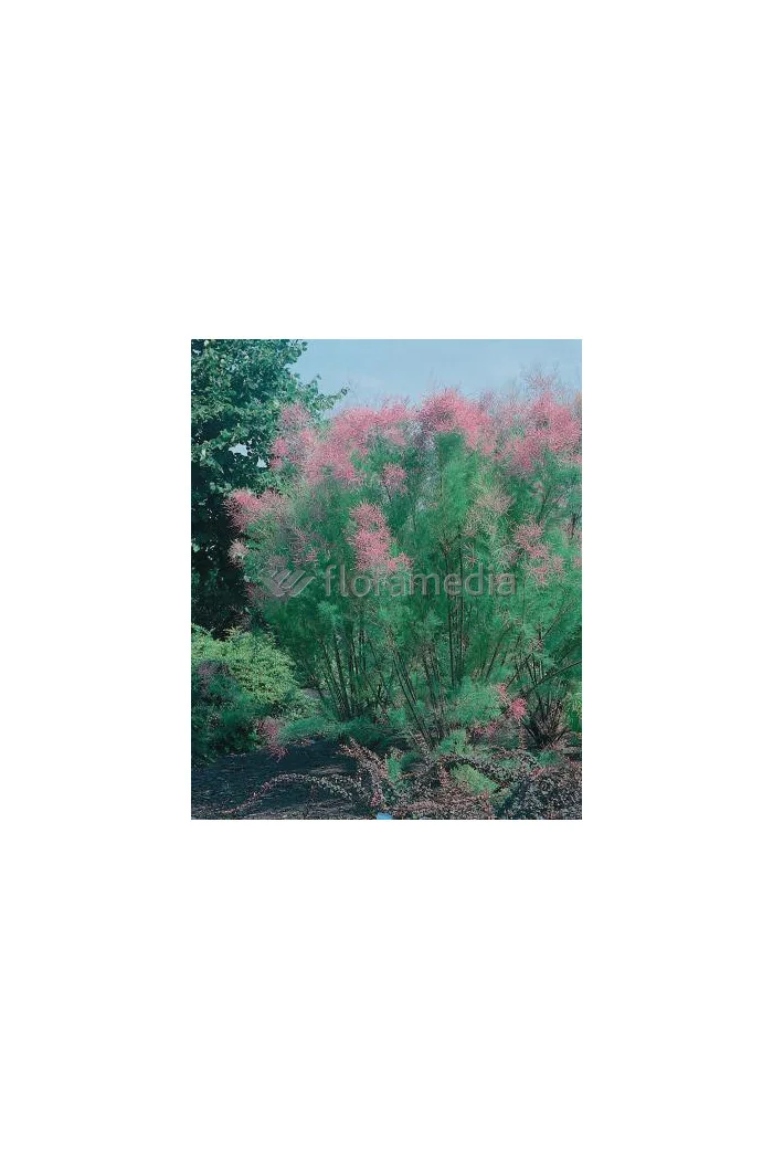 Tamaryszek pięciopręcikowy 'Pink Cascade' Tamarix ramosissima