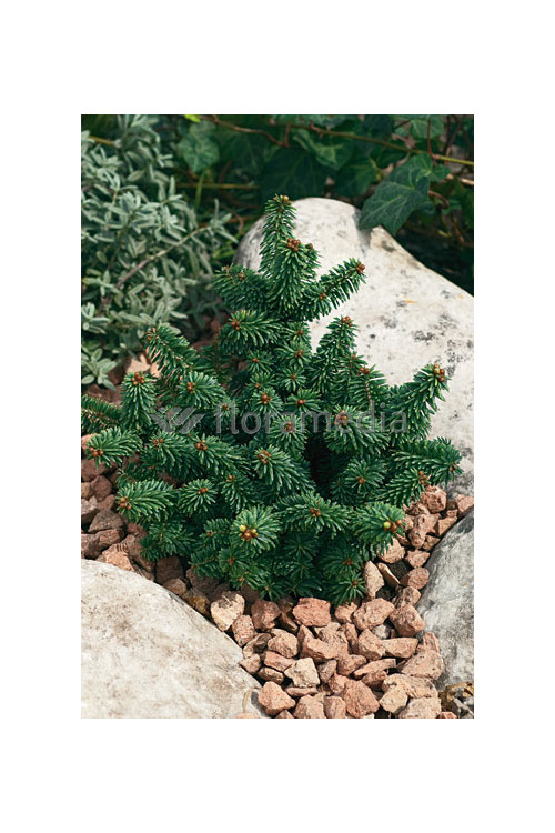 Jodła balsamiczna 'Nana' Abies balsamea