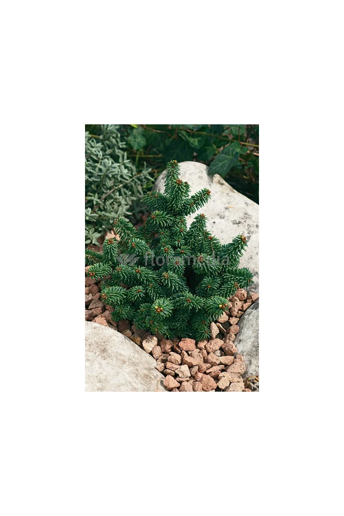 Jodła balsamiczna 'Nana' Abies balsamea