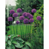 Czosnek 'Gladiator' Allium